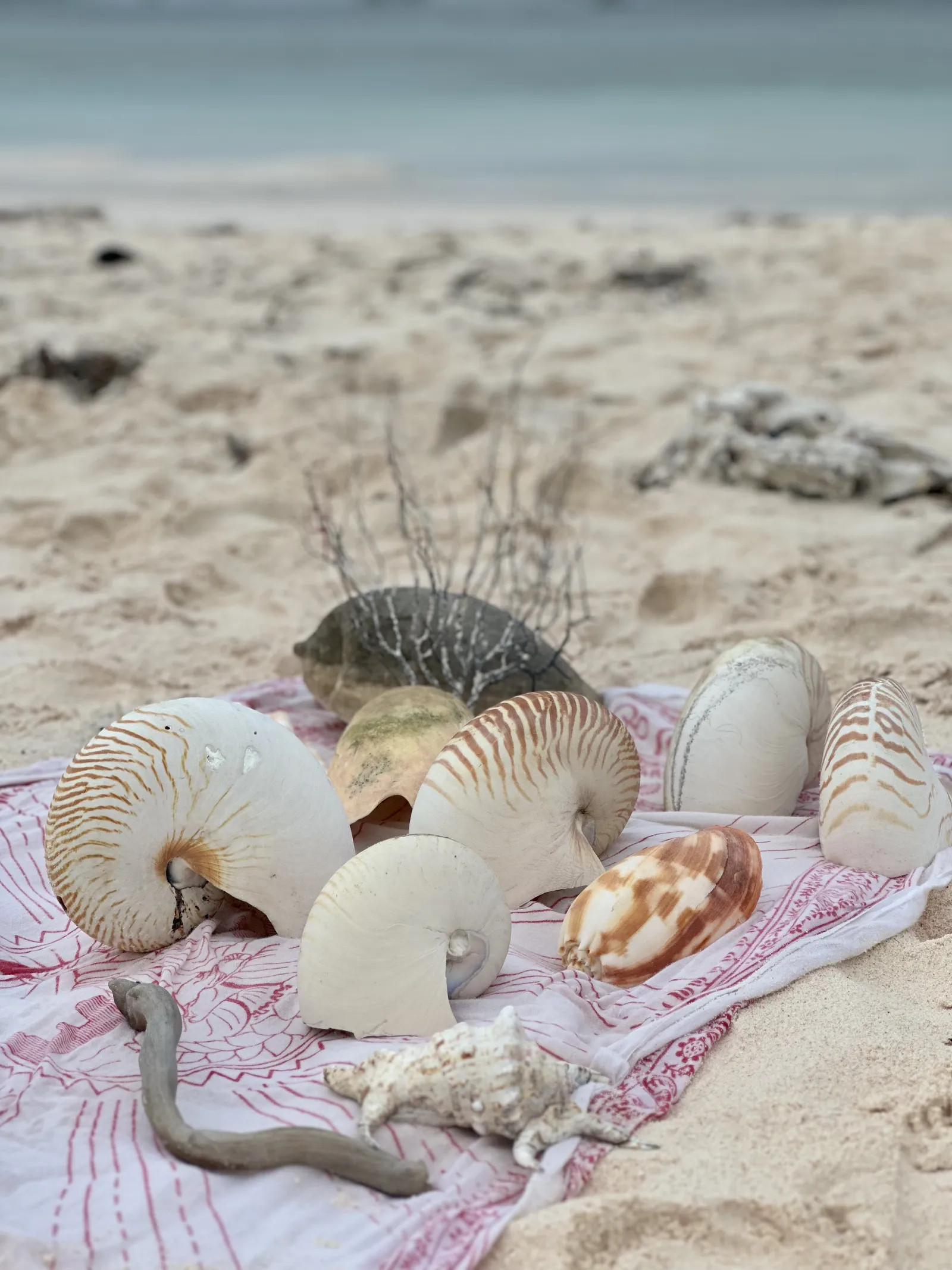 Shells collected on the beach